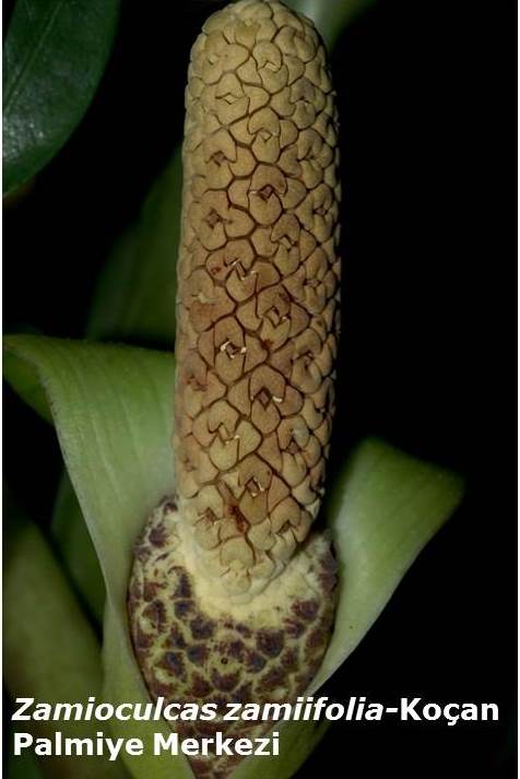 uploads/03012016145650/Zamioculcas zamiifolia-kocan.jpg